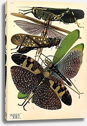 Постер Insects by E. A. Seguy №19