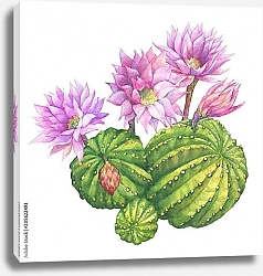 Постер  Эхинопсис Эрьесо светло-розовыми нежными цветами