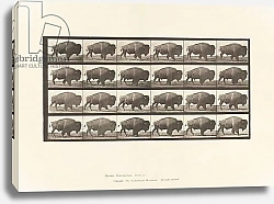Постер Муйбридж Идвеард Plate 699. Buffalo; Walking, 1885