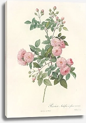 Постер Редюти Пьер Rosa Multiflora Carnea