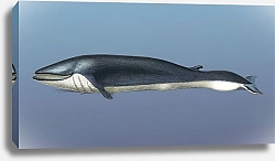 Постер Полосатиковый кит на синем фоне
