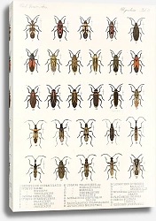 Постер Годман Фредерик Insecta Rhynchota Hemiptera-Heteroptera Pl 17