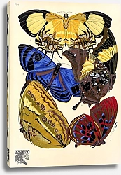 Постер Papillons by E. A. Seguy №15