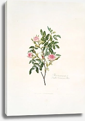 Постер Лоуренс Мэри Rosa cinnamomea