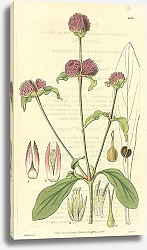 Постер Curtis Ботаника №39 1