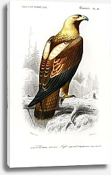 Постер Восточный имперский орел (Aquila heliaca)