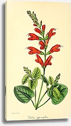 Постер Salvia Oppositiflora