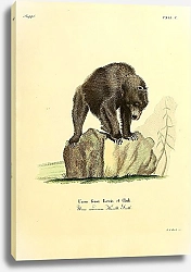 Постер Серый медведь