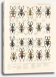 Постер Годман Фредерик Insecta Rhynchota Hemiptera-Heteroptera Pl 40