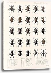 Постер Годман Фредерик Insecta Coleoptera Pl 098