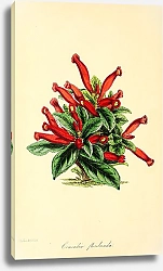 Постер Conradia Floribunda 2