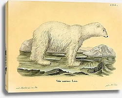 Постер Белый медведь