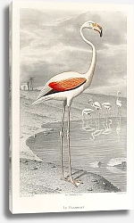 Постер Le Flammant (Фламинго) Эдуарда Травиэса (1853), портрет белого фламинго в его естественной среде обитания