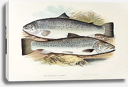 Постер Short-headed salmon, silvery salmon