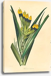 Постер Dark-Flowered Witsenia [Witsenia Maura]