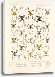 Постер Годман Фредерик Arachnida Araneidea Pl 07
