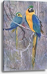 Постер Кунер Вильгельм Blue and Yellow Macaw, from Wildlife of the World published by Frederick Warne & Co, c.1900