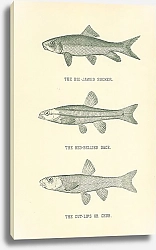 Постер The Big-Jawed Sucker, The Red-Bellied Dace, The Cut-Lips or Chub
