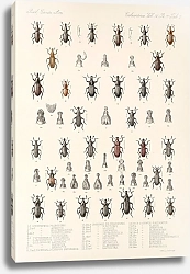 Постер Годман Фредерик Insecta Coleoptera Pl 199