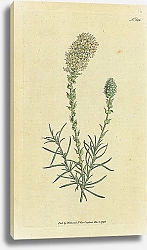 Постер Curtis Ботаника №51 1