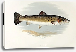 Постер Bull trout