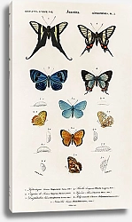 Постер Коллекция рисованых бабочек
