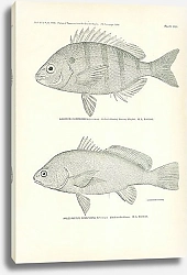 Постер Lagodon Rhomboides (Linnaeus), Aplodinotus Grunniens Rafinesque