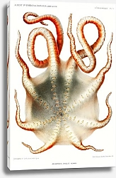 Постер Alloposus mollis, семиногий осьминог, иллюстрация из результатов научных кампаний Альберта I, принца Монако (1848-1922)