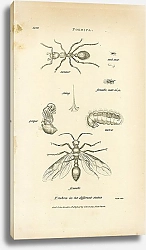 Постер Формика (муравьи)