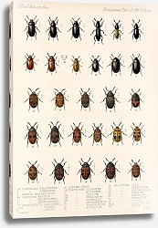 Постер Годман Фредерик Insecta Coleoptera Pl 103