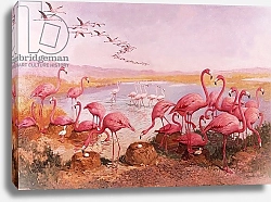 Постер Сид ван дер (дет) Pink flamingoes