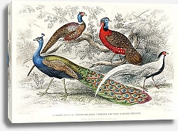 Постер Обыкновенный павлин, кольчатый фазан, рогатый фазан и серебряный фазан