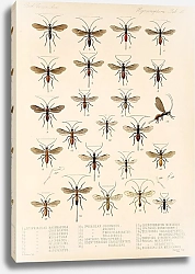 Постер Годман Фредерик Insecta Hymenoptera Pl 15