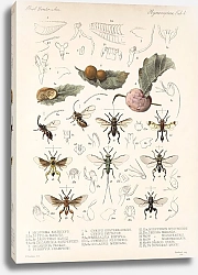 Постер Годман Фредерик Insecta Hymenoptera Pl 04