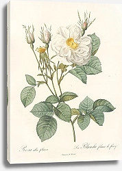Постер Редюти Пьер Rosa Alba foliacea