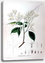 Постер Флора Японии №45