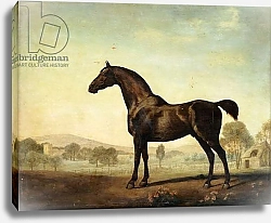 Постер Стаббс Джордж Sweetwilliam', a Bay Racehorse, in a Paddock, 1779