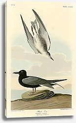 Постер Black Tern 2