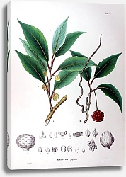 Постер Флора Японии №16