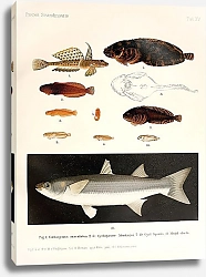 Постер Callionymus maculatus, Cyclogaster Montagui, Cyclogaster liparis, Mugil chelo