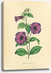 Постер Petunia Violacea 2
