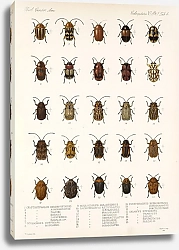 Постер Годман Фредерик Insecta Coleoptera Pl 236