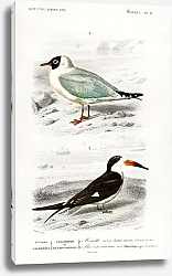 Постер Разные виды птиц 4