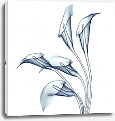 Постер Рентгеновское изображение цветов Каллы на белом