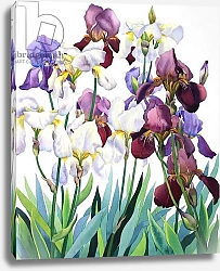 Постер Рэйленд Кристофер (совр) White and Purple Irises