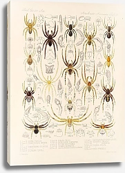 Постер Годман Фредерик Arachnida Araneidea Pl 33