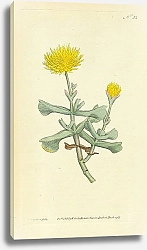 Постер Curtis Ботаника №57 1