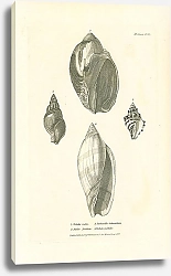 Постер Voluta rudis, Nafsa Northiae, Turbinella tubercularis, Voluta pallida