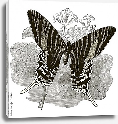 Постер Ретро иллюстрация полосатой бабочки