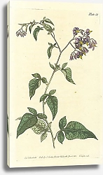 Постер Curtis Ботаника №36 1